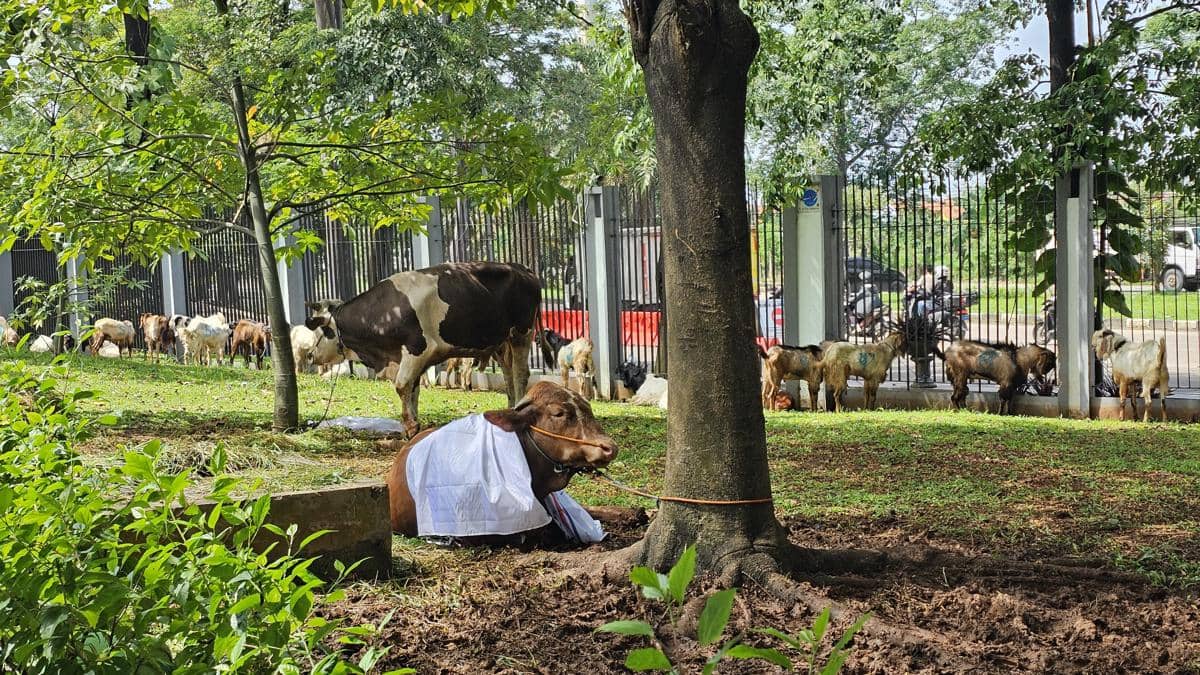 Beberapa sapi dan kambing kurban berada di area hijau berpagar di Tangerang, dengan seekor sapi duduk di bawah pohon terikat tali.