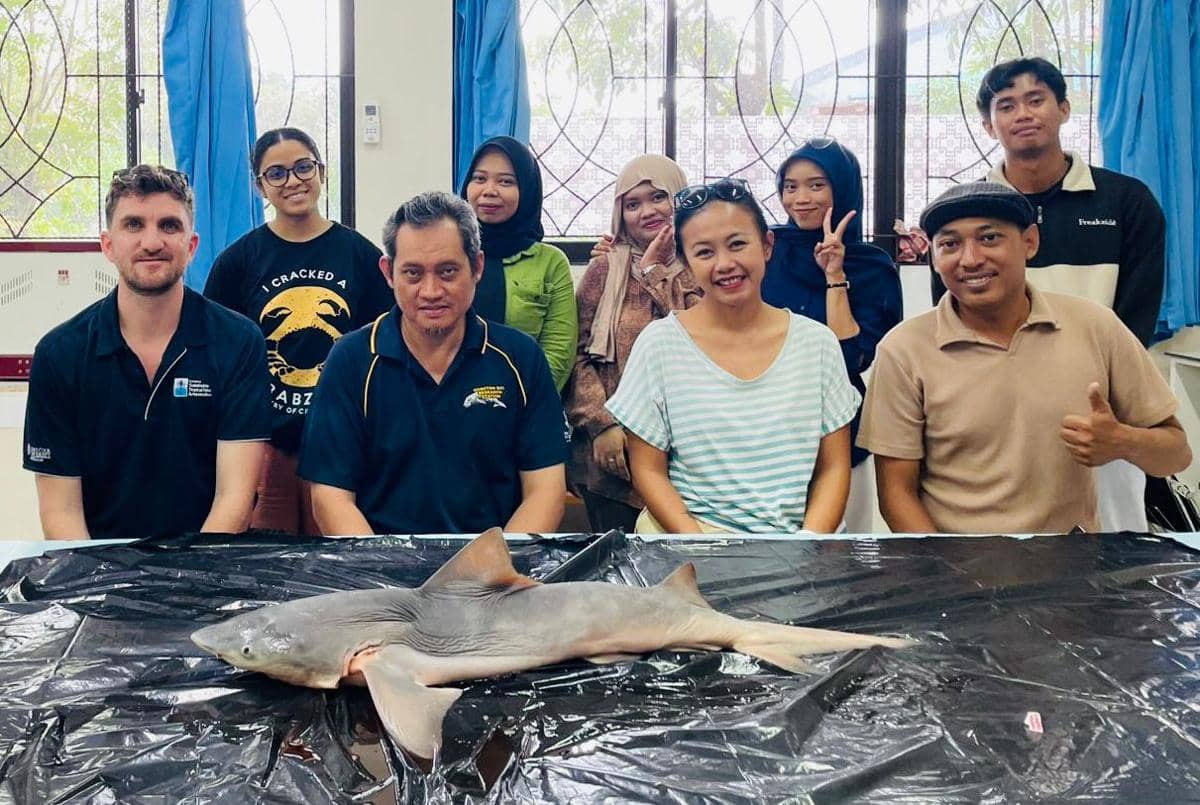 Unhas dan Peneliti Internasional Temukan Habitat Hiu Langka di Kaltara