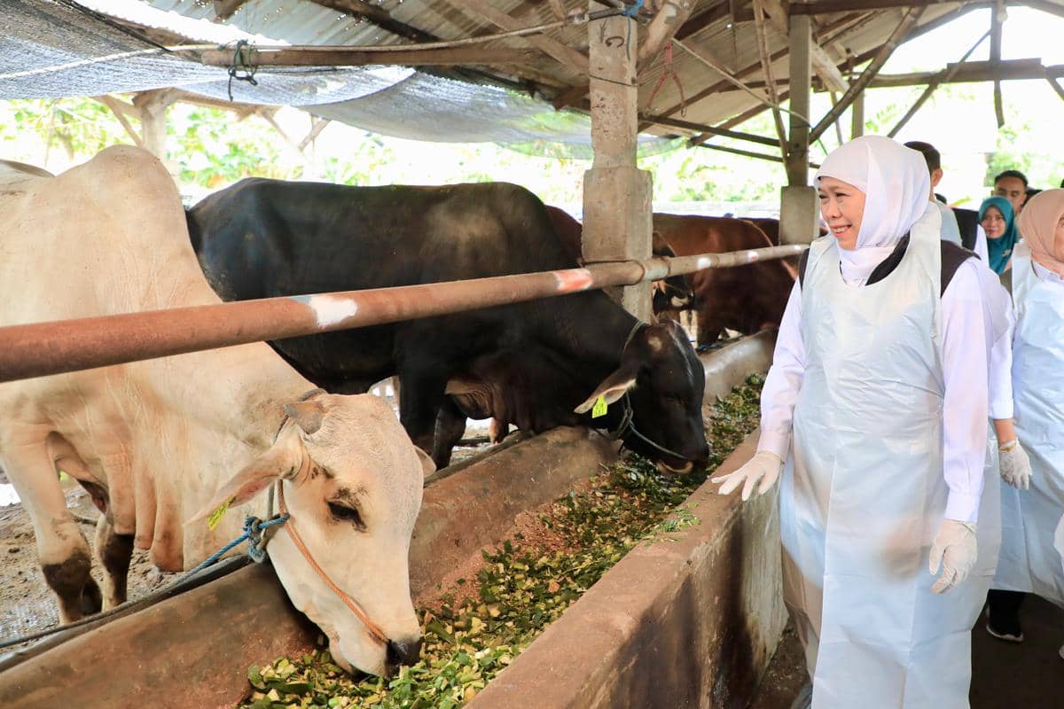 Jelang Iduladha, Harga Sapi Naik tapi Tetap Laku Keras di Jatim