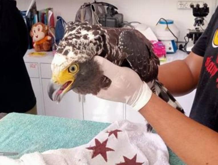 Tabrak Jendela Rumah, Satu Ekor Elang Ular Bido Dilepasliarkan