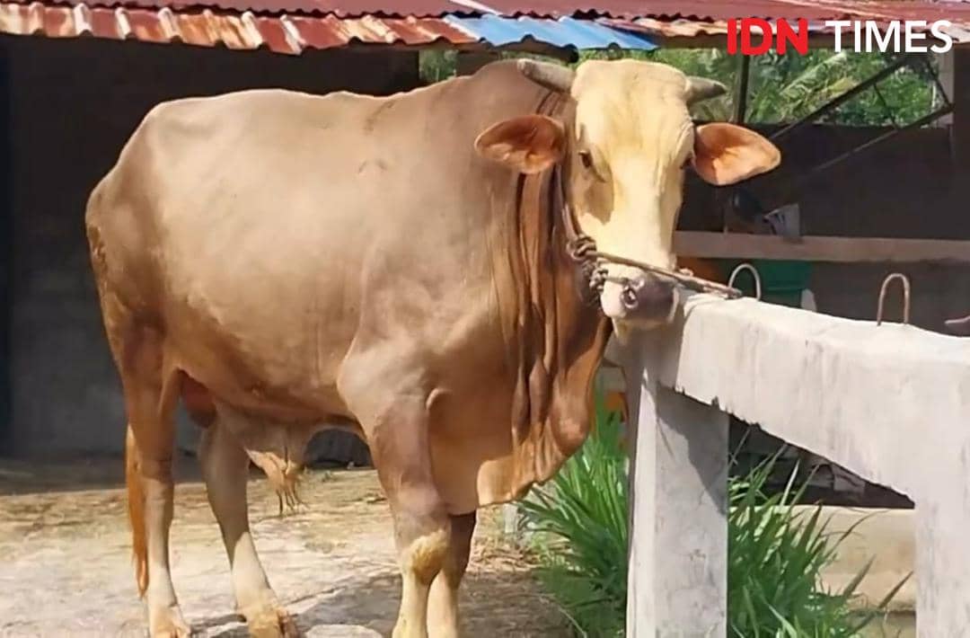 Jelang Iduladha, Sapi Jumbo Banyumas Laris, Satu Ekor Tembus 70 Juta