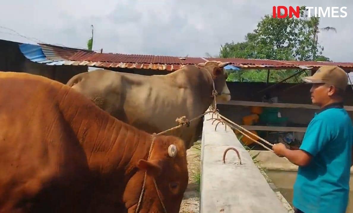 Seorang peternak memberi makan dua ekor sapi berukuran besar di kandang dengan atap seng pada siang hari yang cerah.