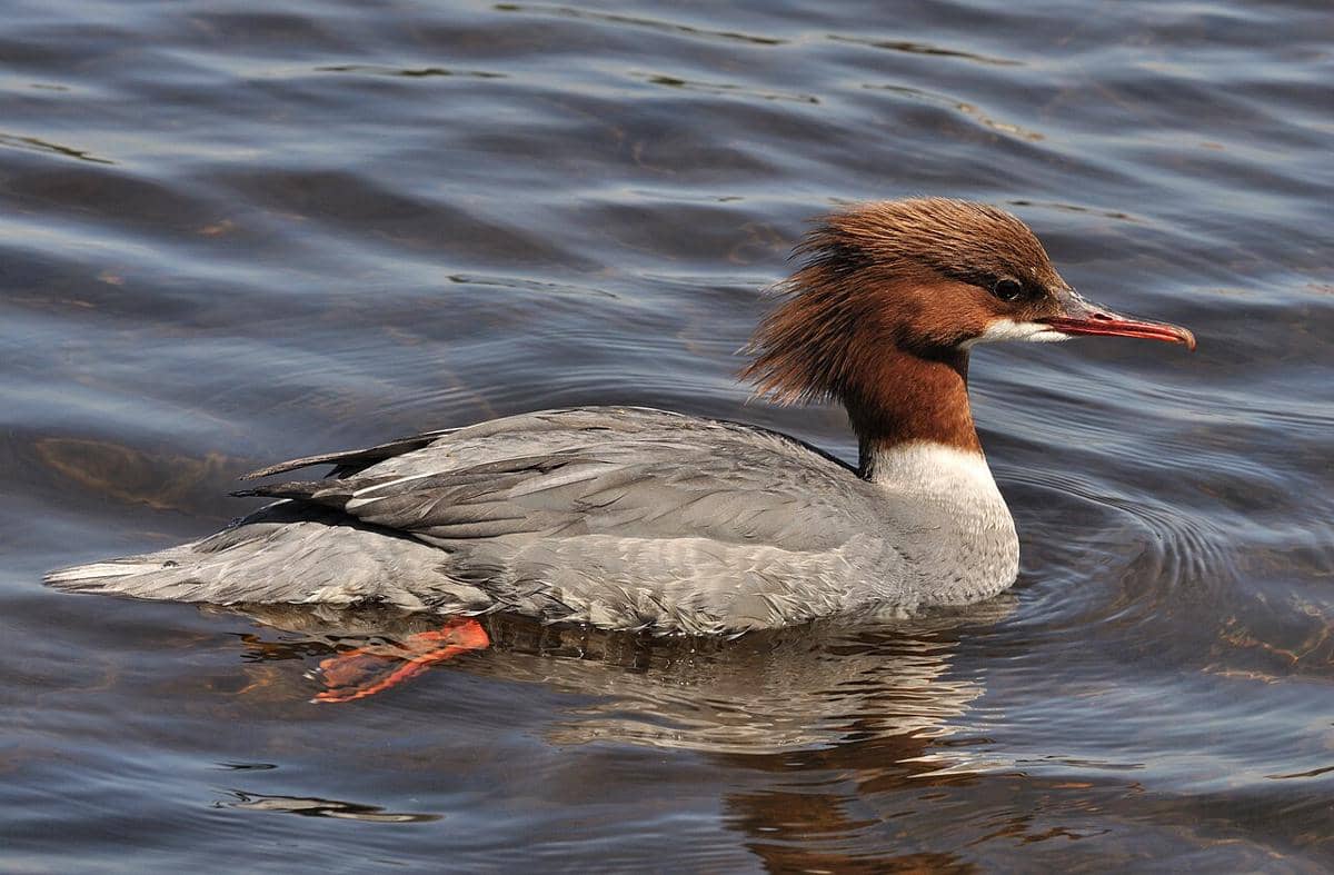 5 Fakta Merganser Besar, Bebek Penyelam dengan Paruh Bergerigi