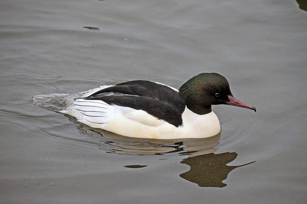 Merganser Besar