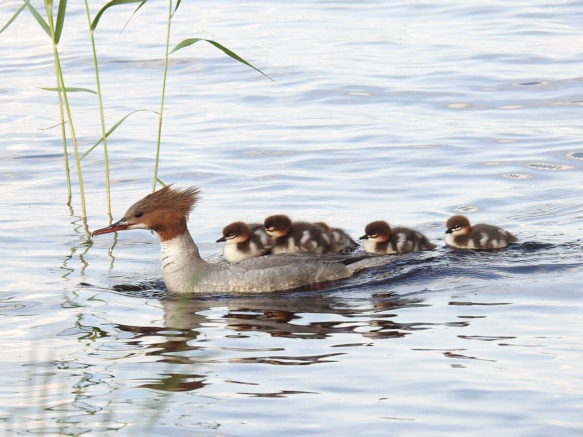 Merganser Besar
