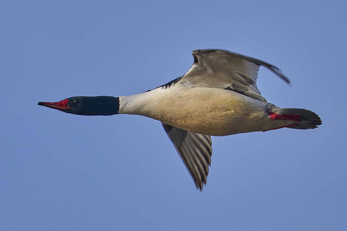 Merganser Besar