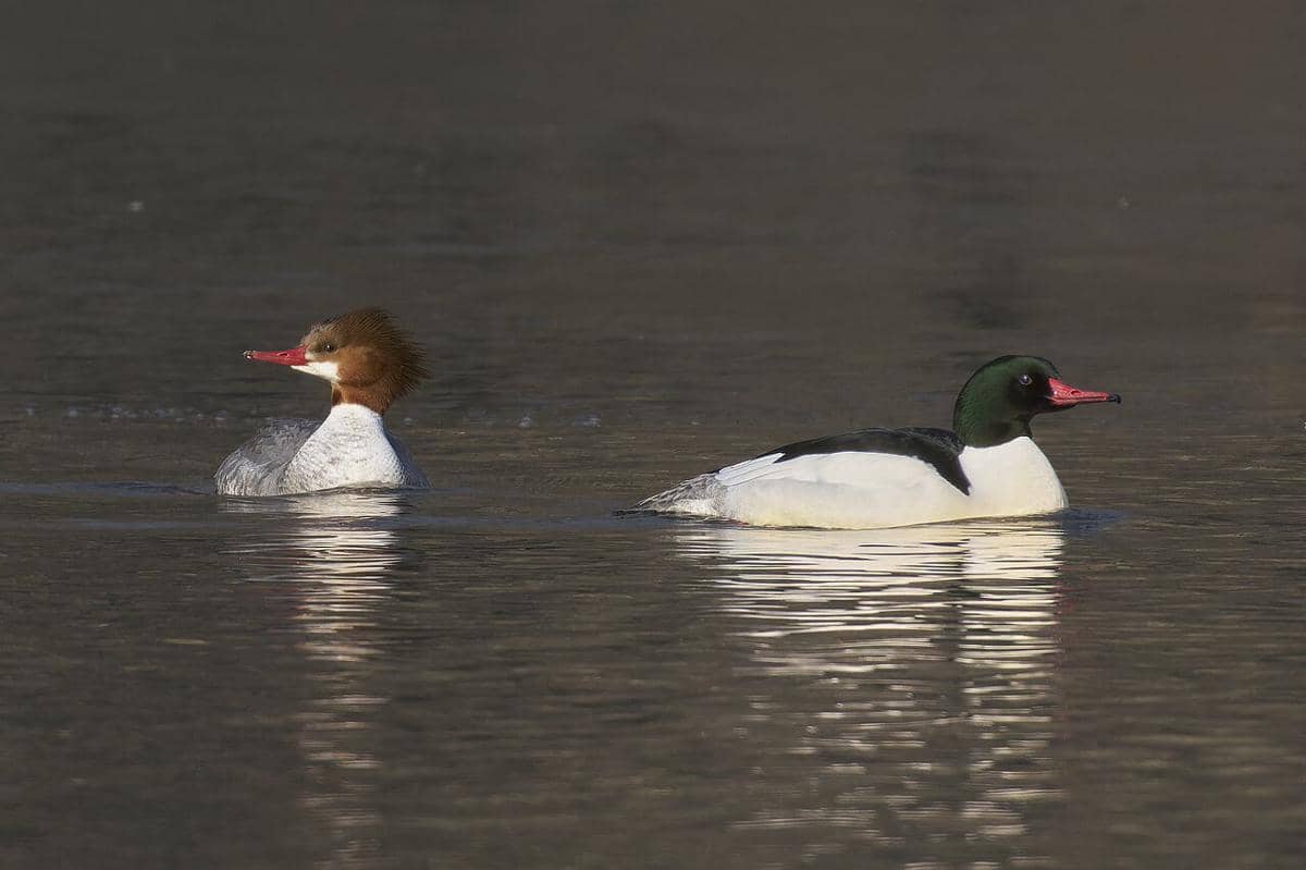 Merganser Besar