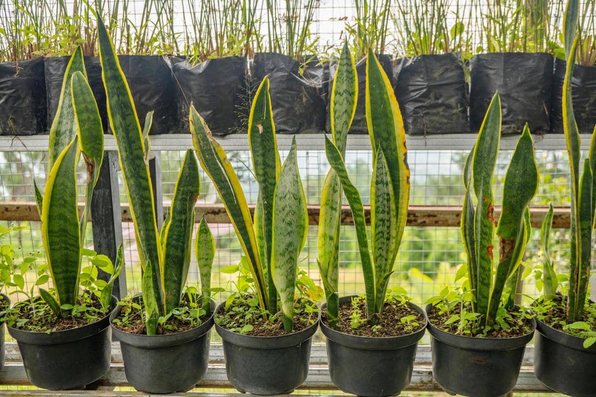 Lupa Nyiram? Ini 5 Tanaman Hias Indoor Anti-Mati buat Kamu yang Super Sibuk