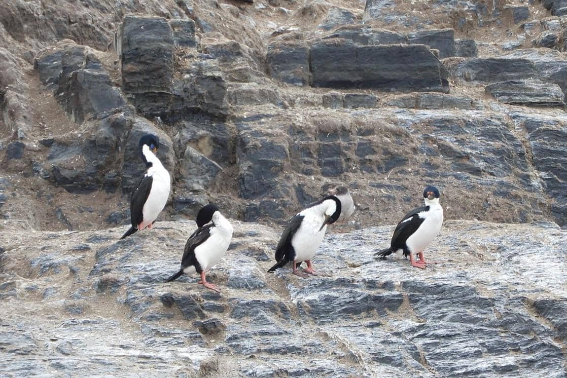 Imperial Shag