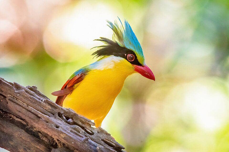 5 Fakta Indochinese Green Magpie, Ekek Dada Kuning dari Hutan Tropis