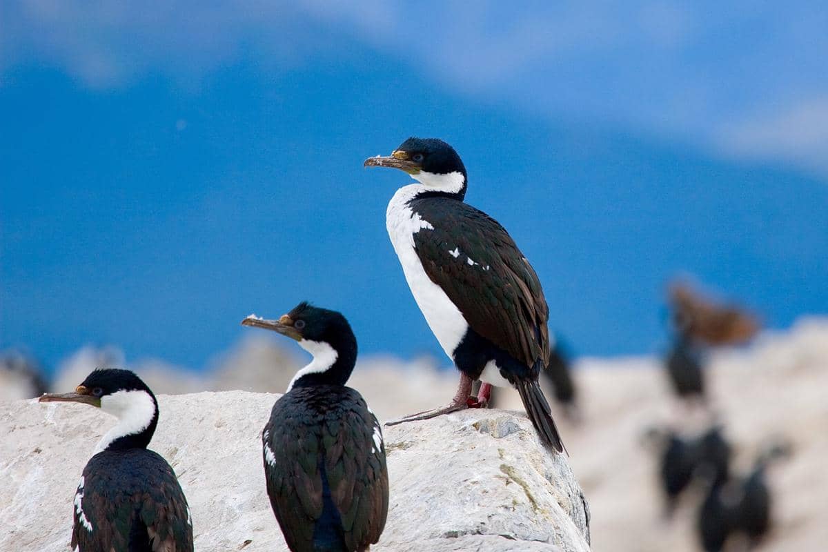 5 Fakta Imperial Shag, Burung Laut Eksotis Penghuni Pesisir Berbatu