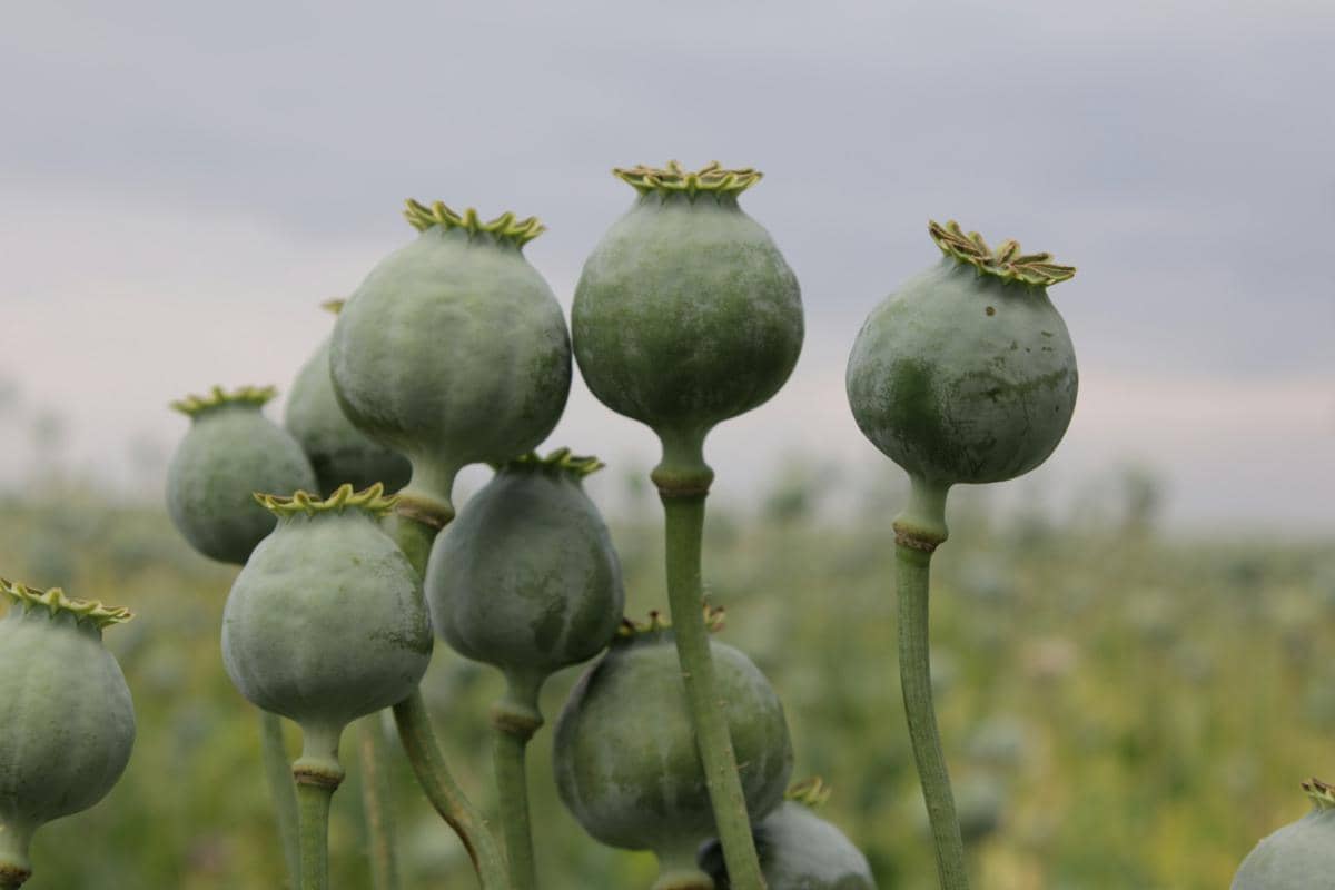 Tanaman opium