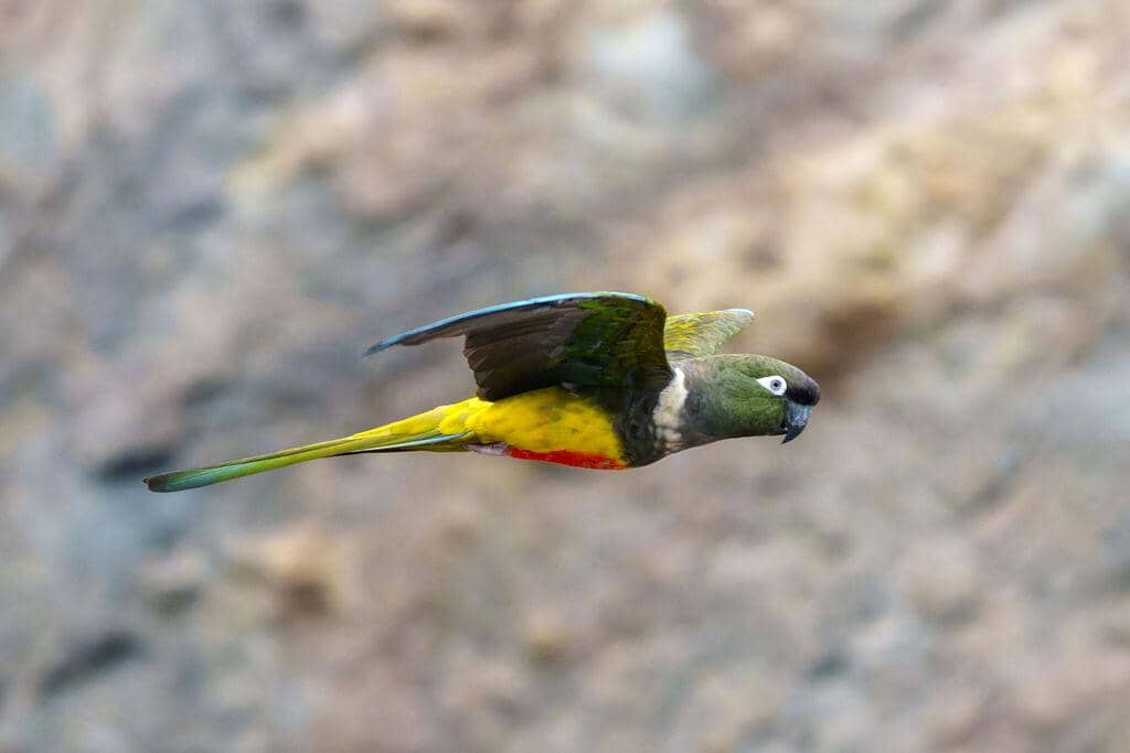 5 Fakta Burrowing Parakeet, si Parkit Penggali Sarang yang Unik