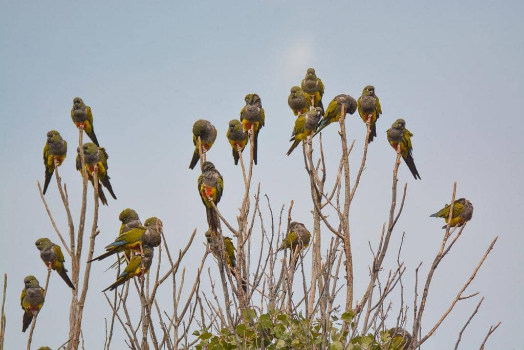 Burung Cyanoliseus patagonus