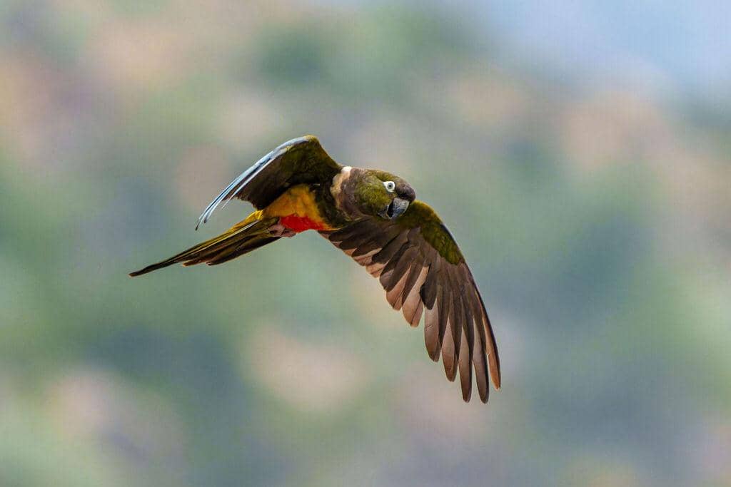 Burung Cyanoliseus patagonus