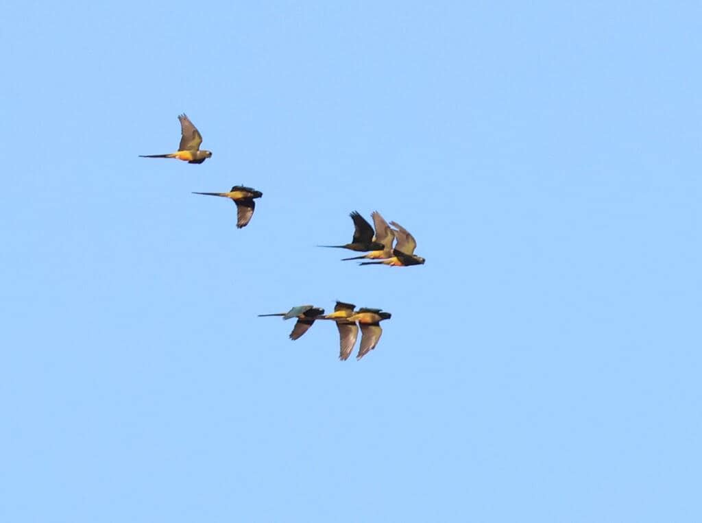 Burung Cyanoliseus patagonus