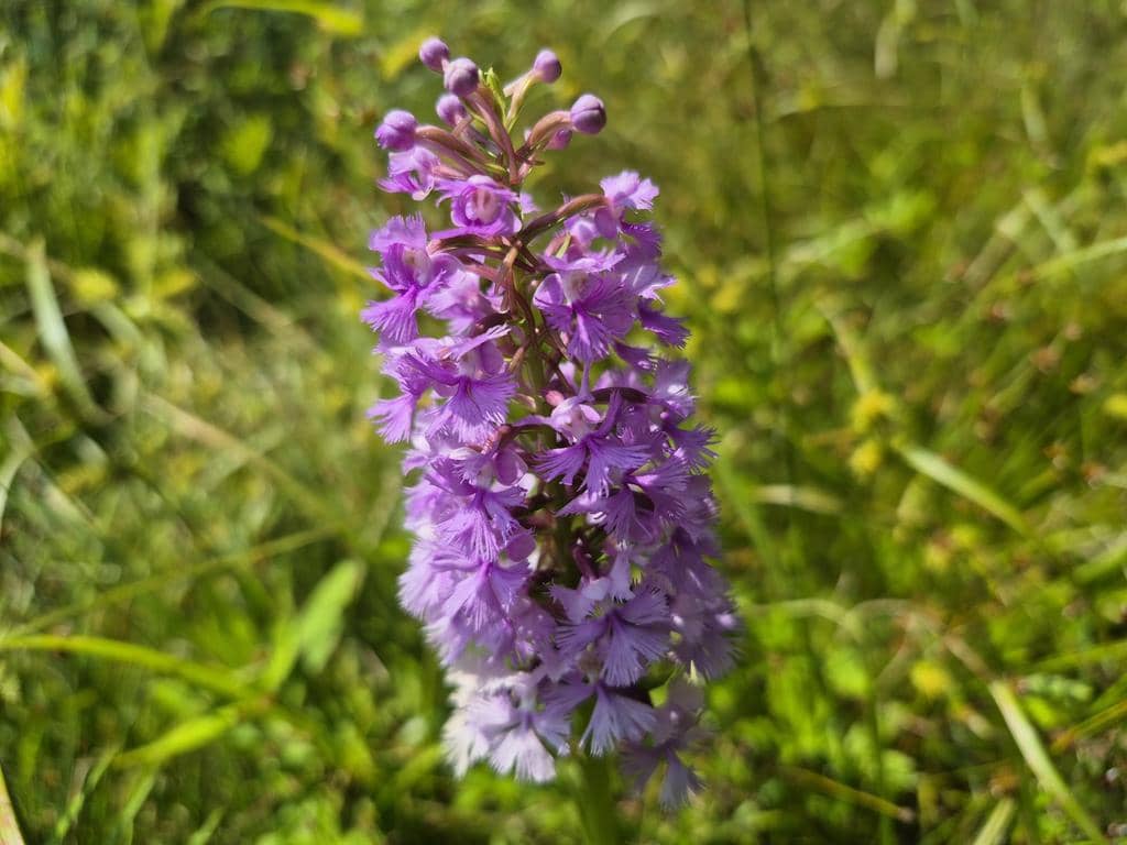 Anggrek Platanthera psycodes