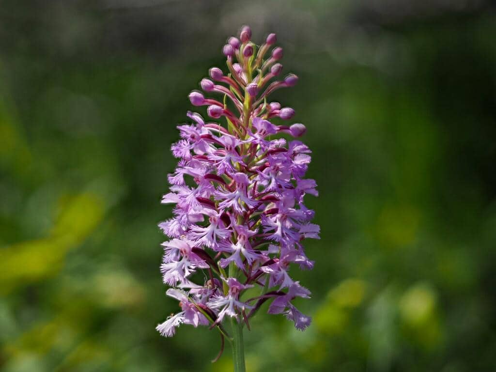Anggrek Platanthera psycodes