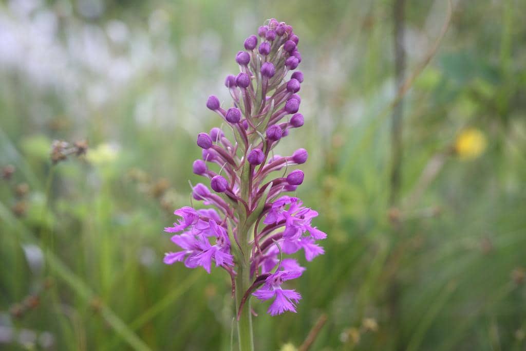 Anggrek Platanthera psycodes