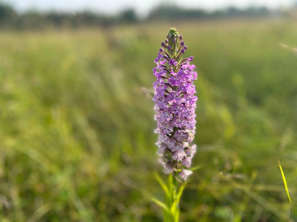 Anggrek Platanthera psycodes