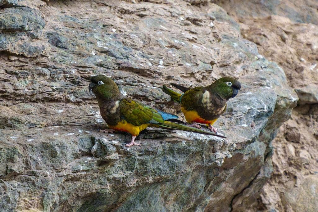 Burung Cyanoliseus patagonus