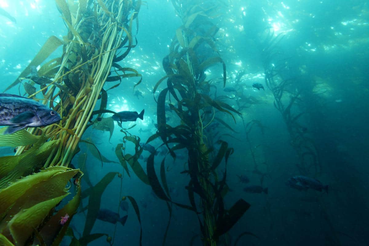Potret ikan kecil di hutan kelp
