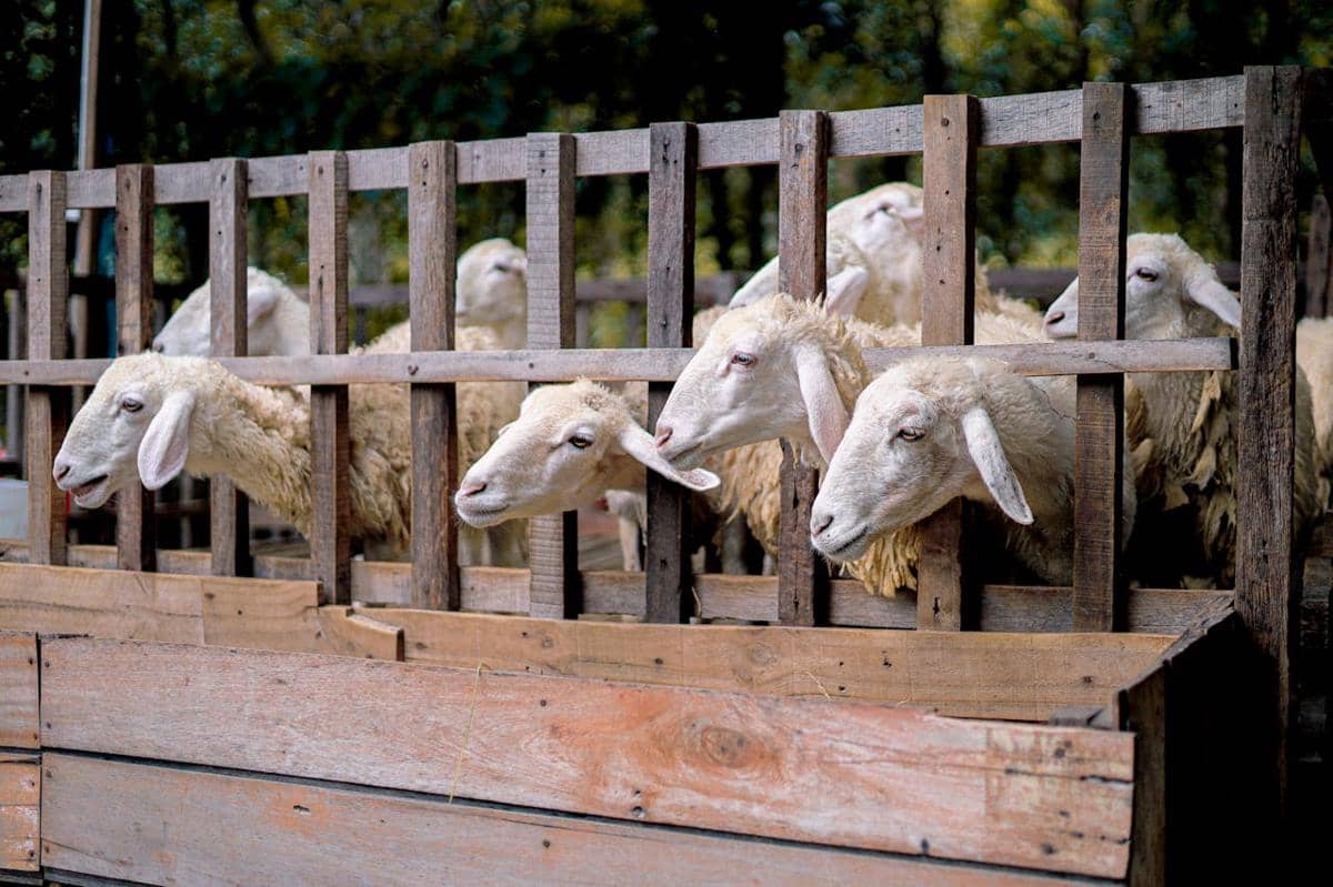 ilustrasi kambing