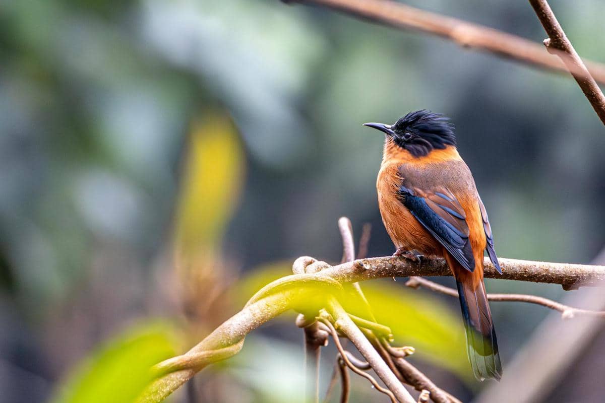 5 Fakta Menarik Burung Pitohui, Satu-satunya Burung Beracun di Dunia