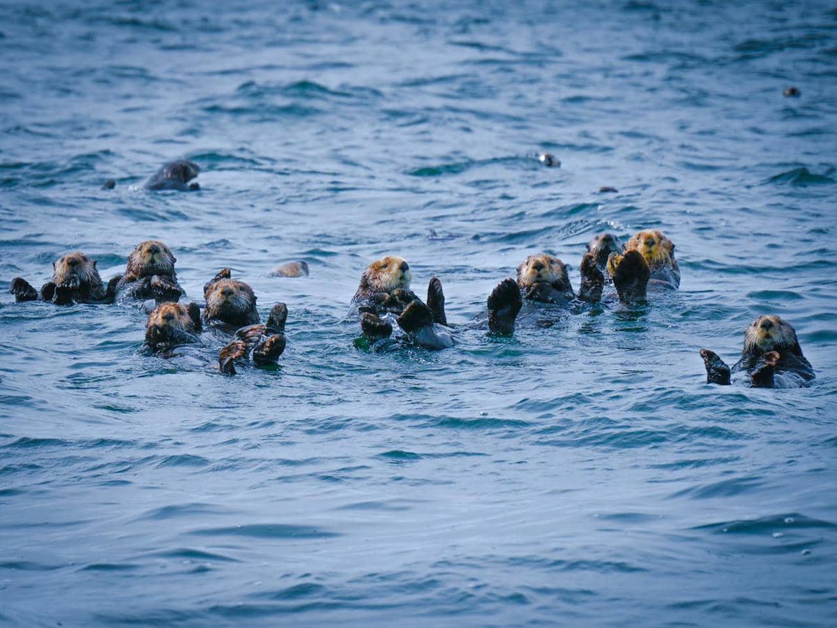 Apa yang Terjadi jika Populasi Berang-berang Laut Punah di Alaska?