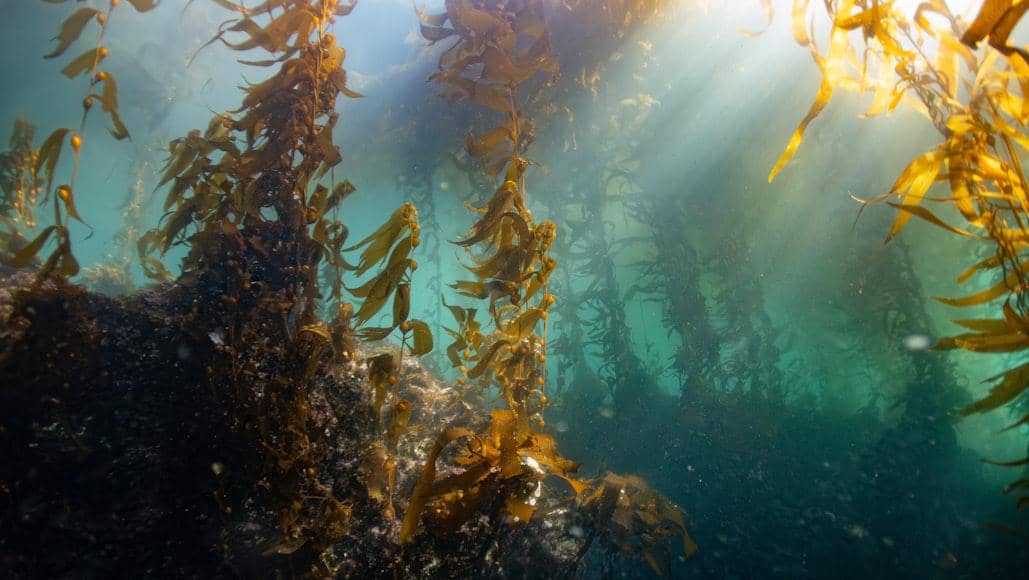 Hutan kelp