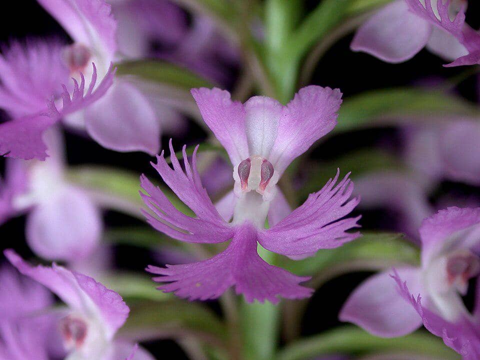 5 Fakta Lesser Purple Fringed Orchid, Anggrek Rawa Berwarna Ungu Cerah