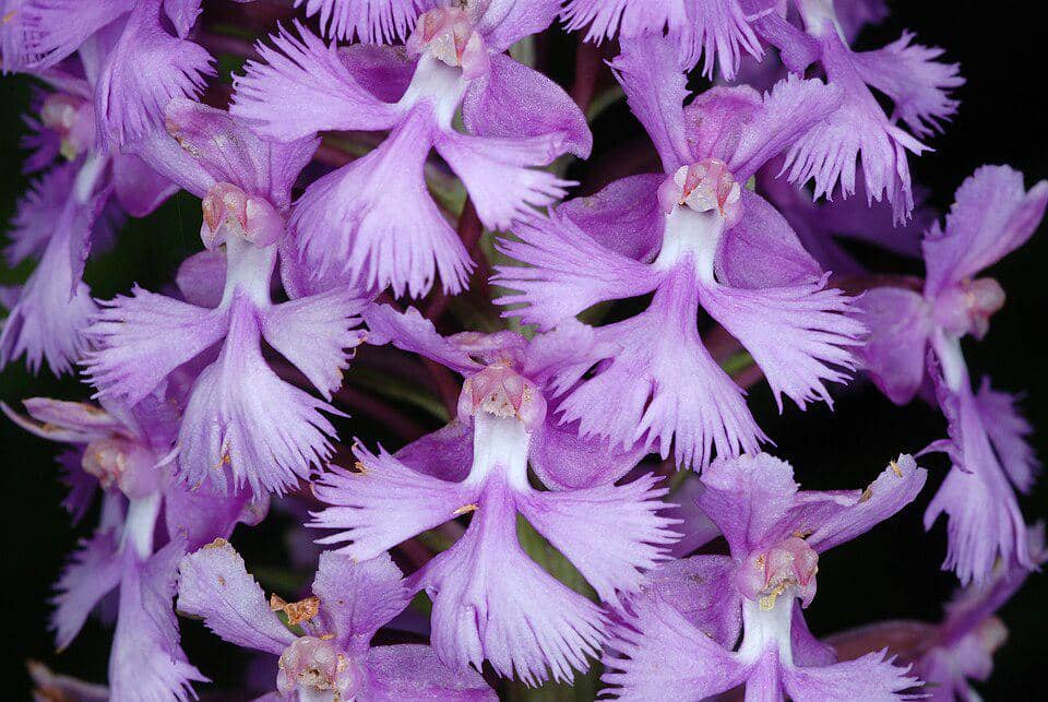 Anggrek Platanthera psycodes
