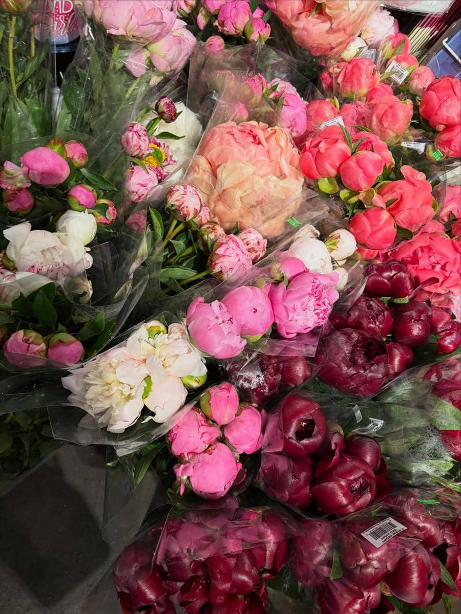 Ririn Ekawati dan Cattleya jalan-jalan di San Fransisco