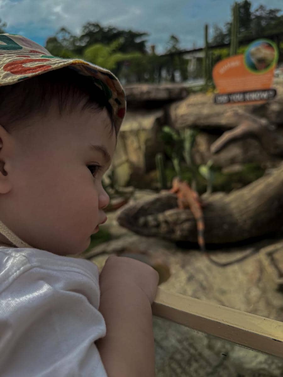 Seorang anak kecil mengenakan topi bermotif bunga sedang memperhatikan seekor kadal di area kebun binatang terbuka.