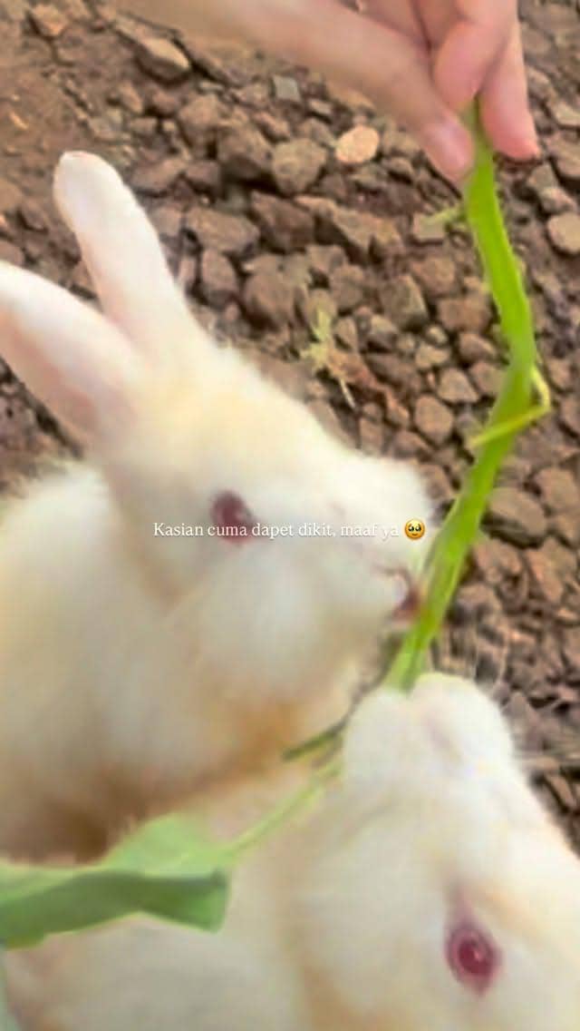 Dua kelinci putih sedang makan daun hijau yang dipegang oleh seseorang di atas tanah berbatu.