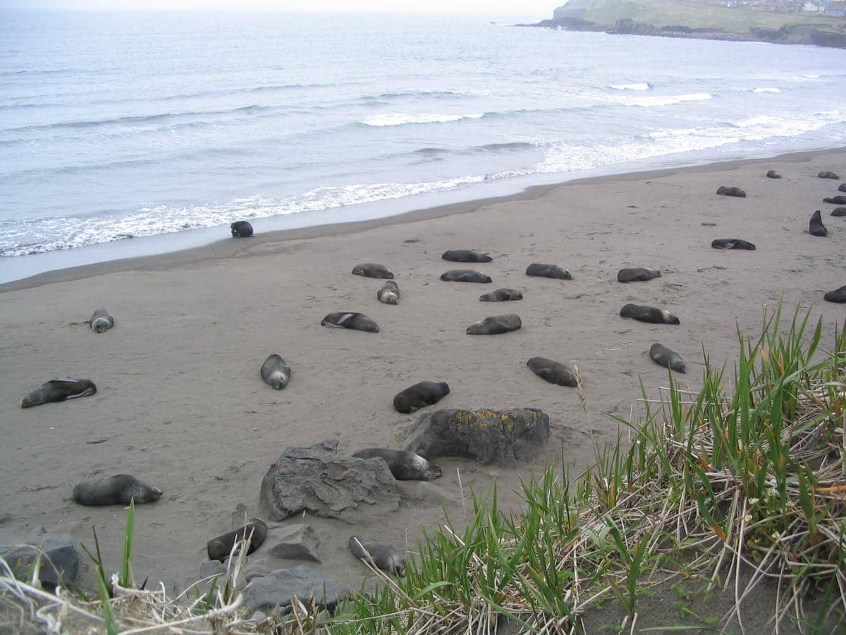 Potret pantai Alaska