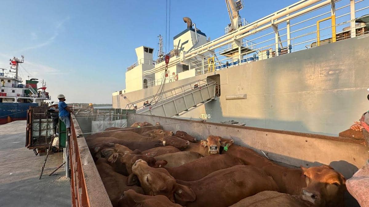 Pelindo Multi Terminal Group Catat Pertumbuhan Trafik Livestock 6,7 Persen