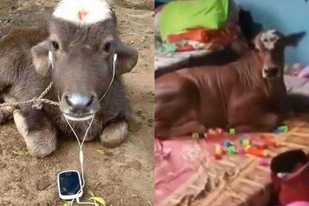 Deretan Potret Lucu Sapi Santuy Sebelum Idul Adha, Siap Disembelih Kah?