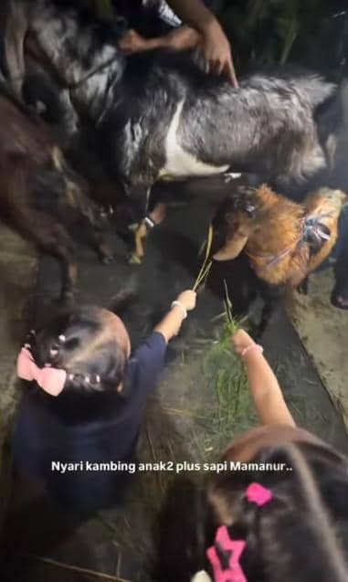 Dua anak kecil memberi makan kambing dengan rumput di area penjualan hewan kurban pada malam hari.
