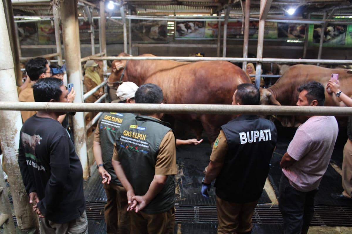 Beberapa petugas dan pejabat daerah memeriksa sapi limousin besar bernama Si Diego di kandang sebelum Iduladha 1447 H.