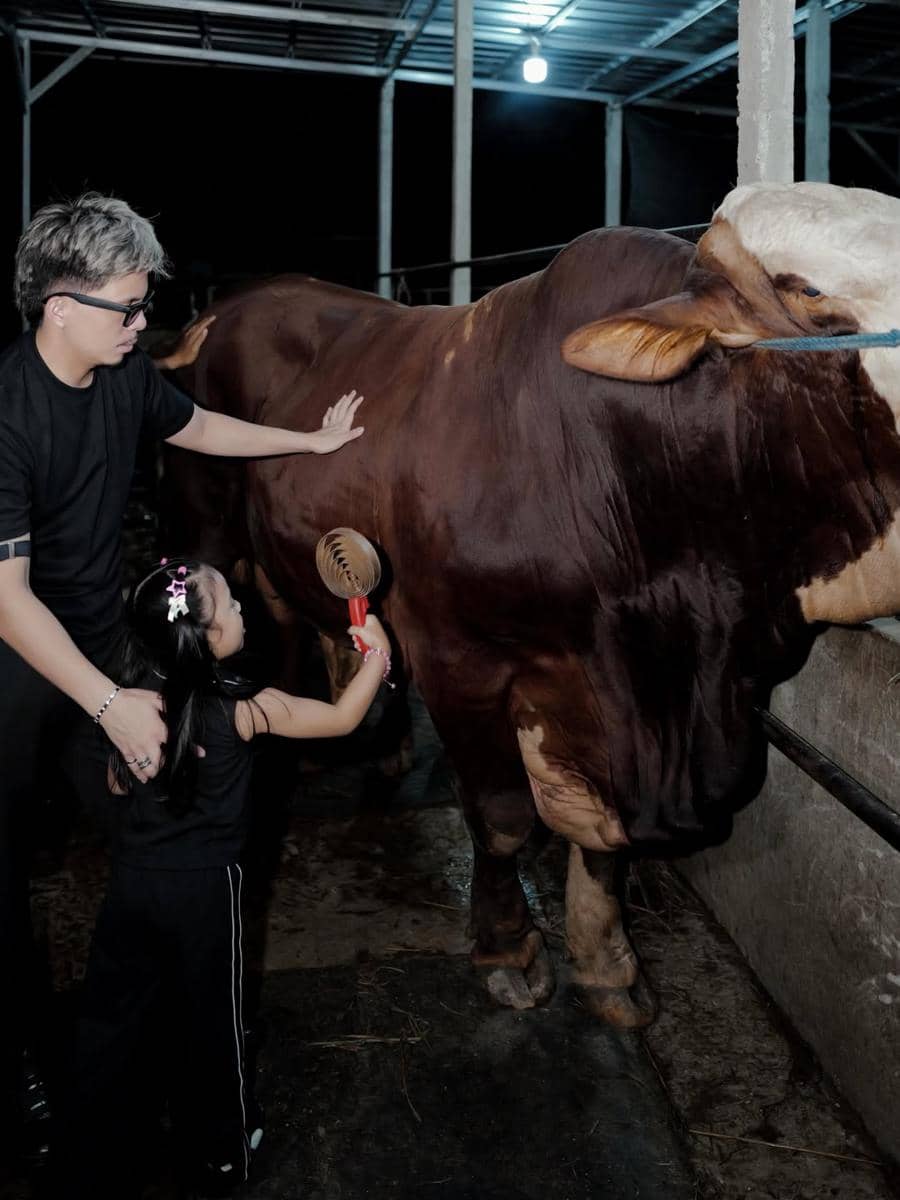 Seorang pria dan anak kecil mengenakan pakaian hitam sedang membelai dan menyikat sapi besar berwarna cokelat di kandang pada malam hari.
