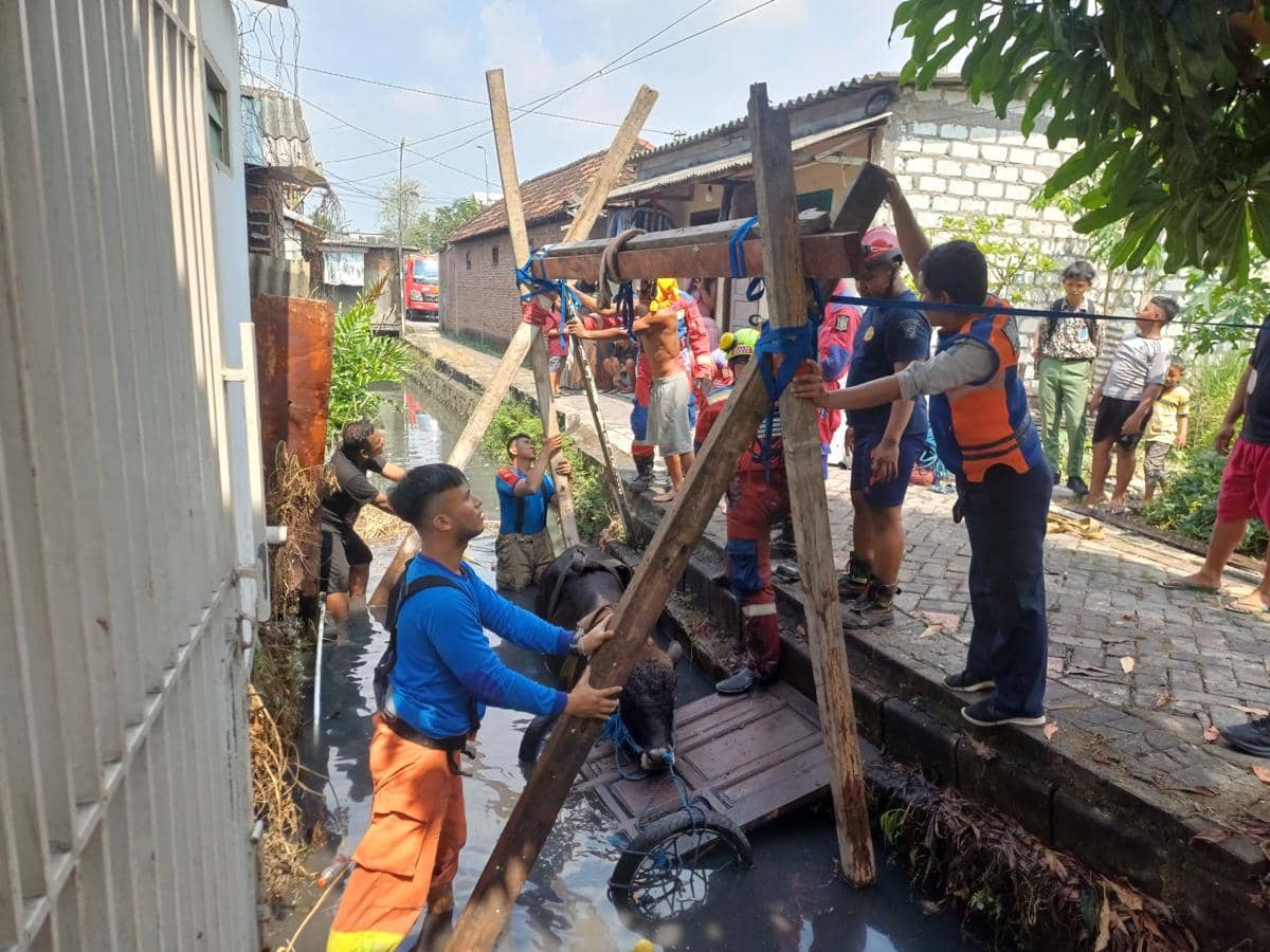 Sapi Kurban Milik Warga Benowo Surabaya Nyemplung Sungai