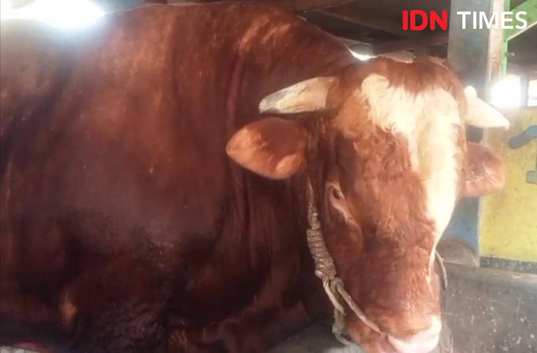 Iduladha, Presiden Prabowo Pilih Sapi Asal Banyumas Seberat 1200 Kg