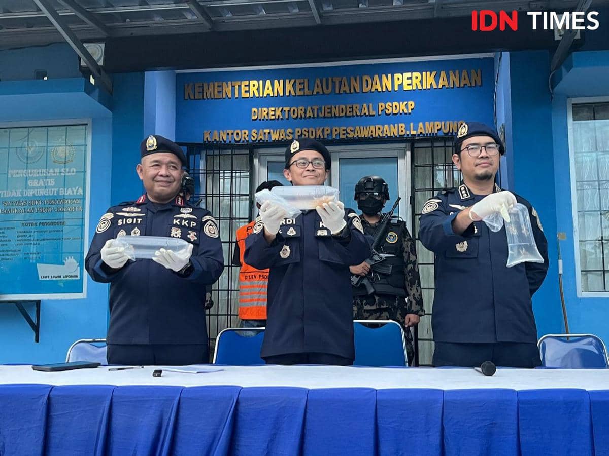 Modus Estafet Pengepul, KKP Bongkar Pola Penyelundupan Benih Lobster