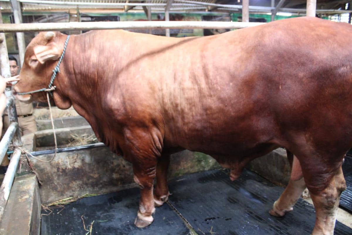 Sapi limousin berwarna cokelat dengan bobot lebih dari 1,1 ton berdiri di kandang, dipilih sebagai hewan kurban Presiden untuk Iduladha 1447 H.