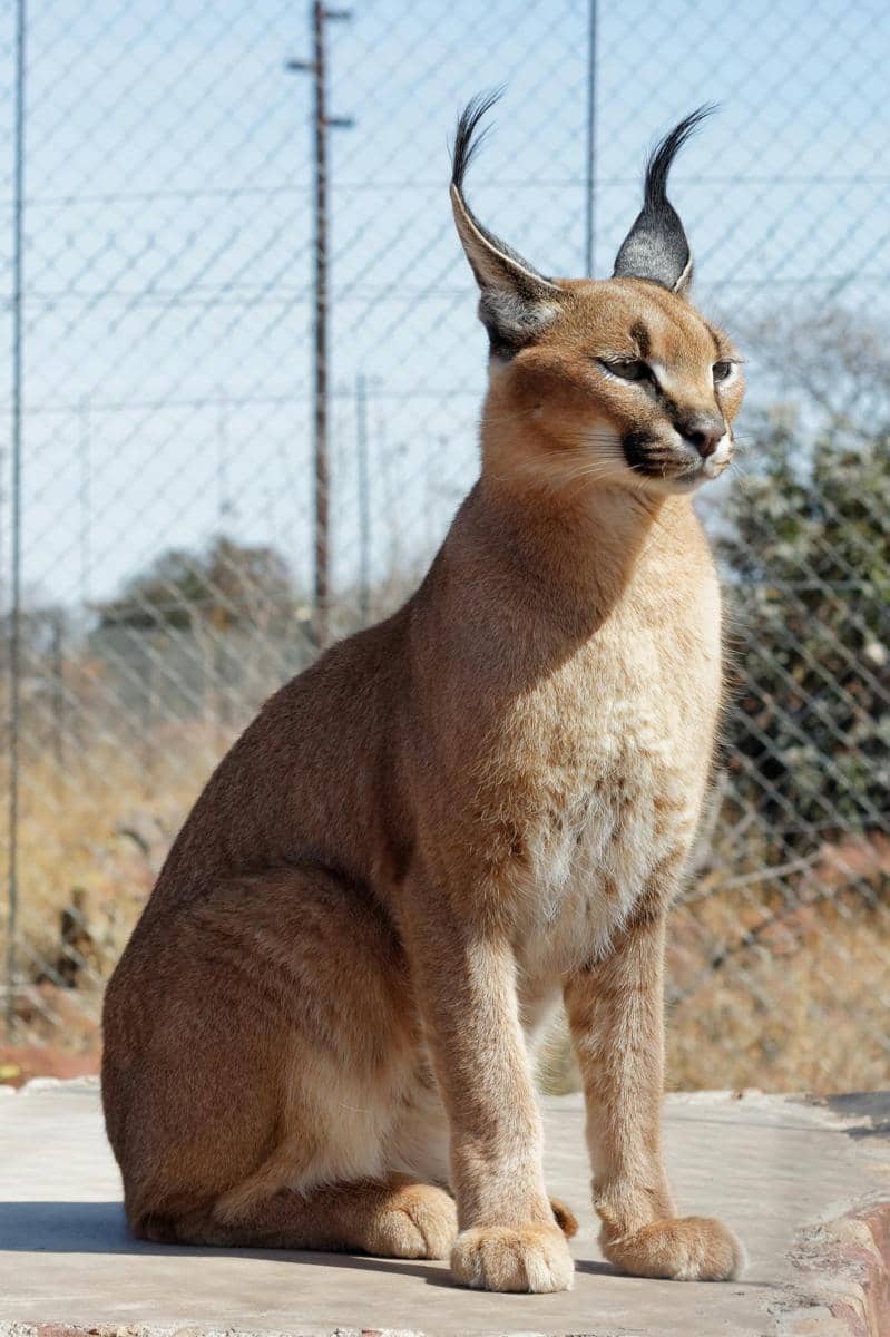 5 Fakta Kucing Caracal, Hadiah untuk Tamu dan Bangsawan