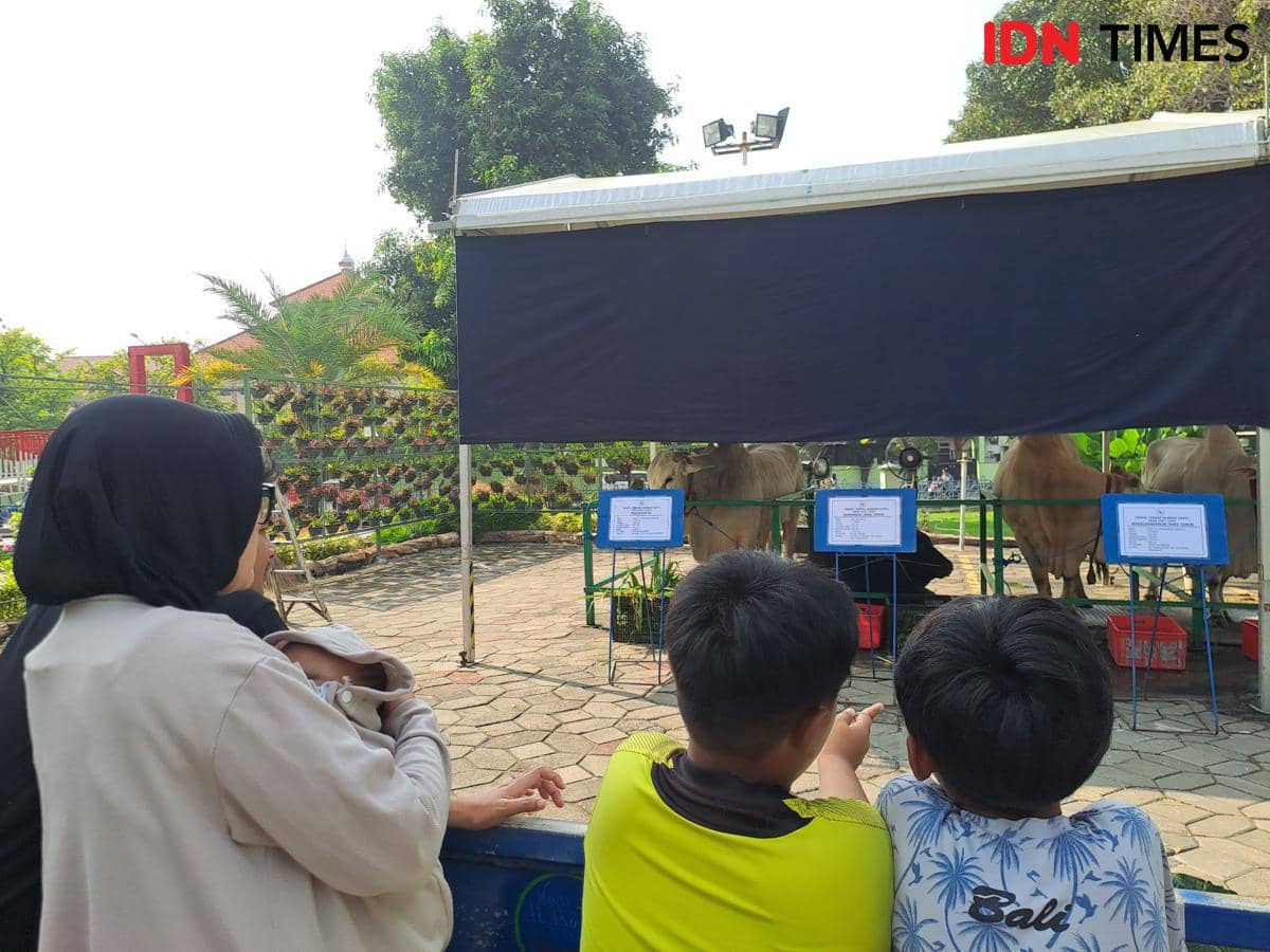Sapi Kurban Pejabat Jatim Mejeng di Al Akbar, Warga Heboh