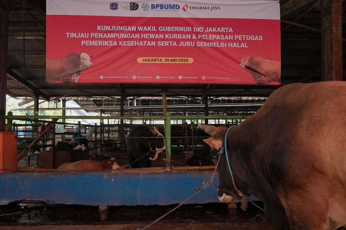 Pemprov DKI Libatkan 744 Petugas Pengawas Kurban, Salurkan 210 Sapi