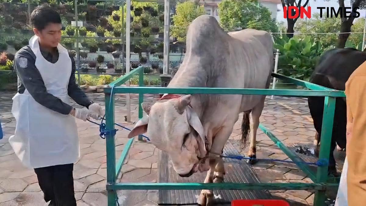 Ketika Sapi Prabowo Tak Mau Minum di Ember Merah, Maunya Biru