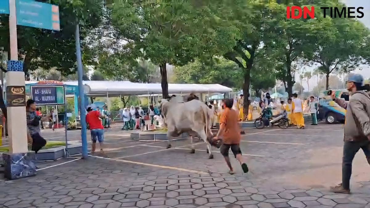 Sapi Kurban Prabowo Ngamuk di Al Akbar, Seruduk Bocah dan Kakeknya
